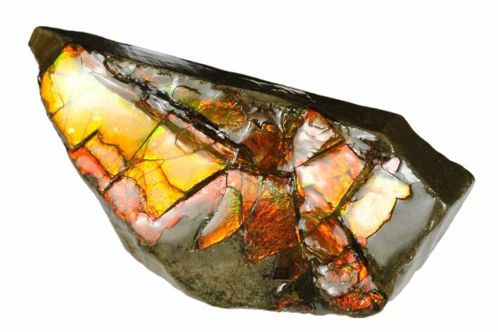 Iridescent Ammolite (Fossil Ammonite Shell) - Alberta, Canada #181112